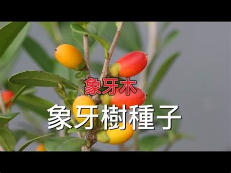 象牙樹種植